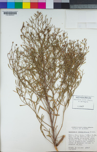 Image of Baccharis angustifolia