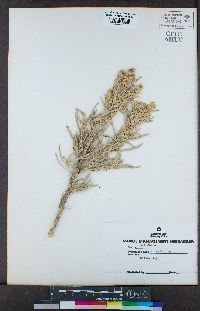 Artemisia cana image