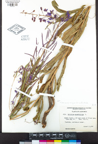 Chamerion angustifolium image