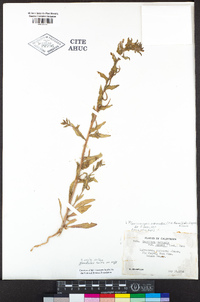 Camissoniopsis intermedia image