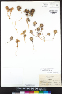 Navarretia jepsonii image