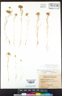 Navarretia leucocephala subsp. bakeri image