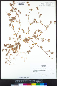 Chorizanthe clevelandii image