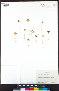 Navarretia viscidula image