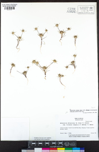 Navarretia vividior image