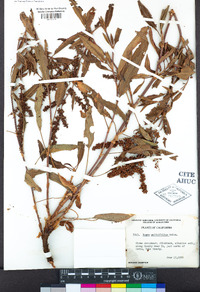 Rumex transitorius image