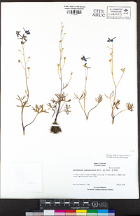 Delphinium depauperatum image