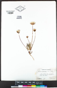 Agoseris heterophylla image