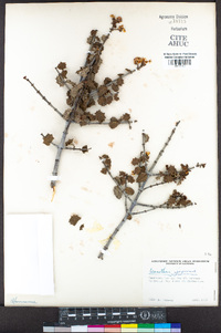 Ceanothus jepsonii image