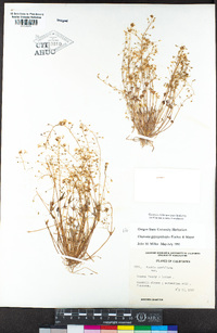 Claytonia gypsophiloides image