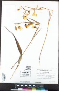 Calochortus albus image