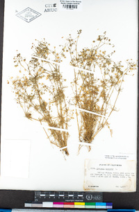 Spergula arvensis image