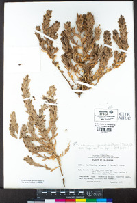 Chloropyron palmatum image