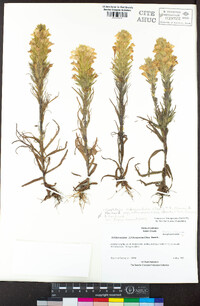 Castilleja rubicundula subsp. lithospermoides image