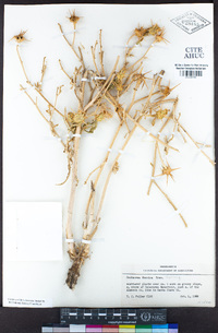 Centaurea iberica image