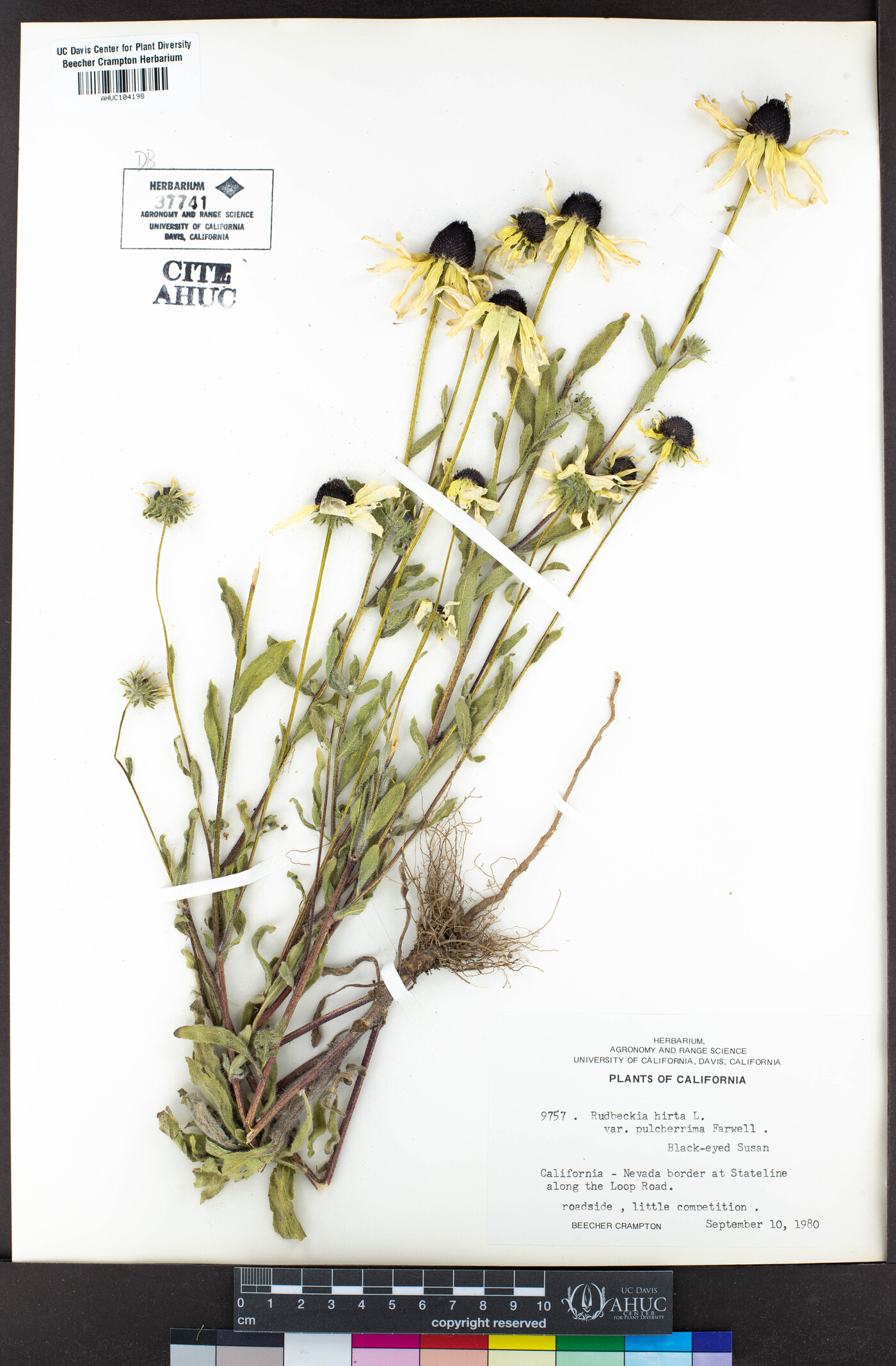 Rudbeckia hirta var. pulcherrima image