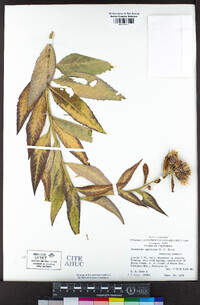 Saussurea americana image