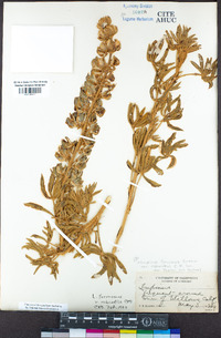 Lupinus formosus image