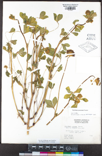 Trifolium amoenum image