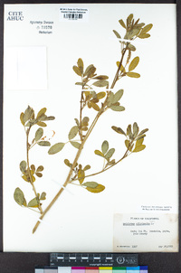 Melilotus officinalis image