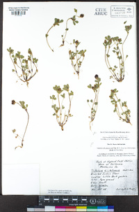 Trifolium dichotomum image