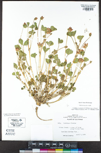 Trifolium fucatum image