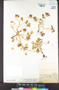 Trifolium fucatum image