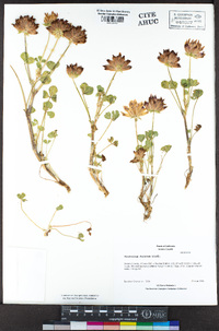 Trifolium fucatum image