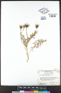 Crepis occidentalis image