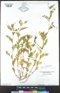 Vicia sativa subsp. nigra image