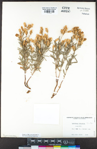 Hypericum concinnum image