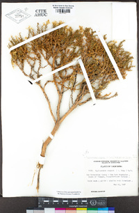 Ericameria cooperi var. cooperi image