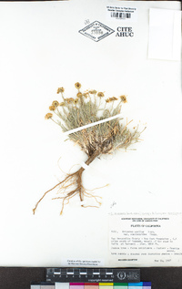 Erigeron concinnus var. concinnus image