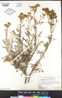 Eriophyllum staechadifolium image