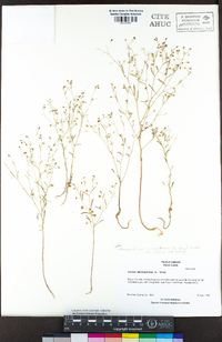 Hesperolinon micranthum image