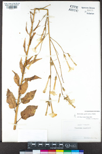 Nicotiana quadrivalvis image