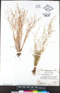 Juncus sphaerocarpus image