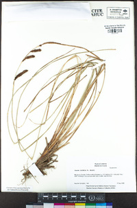 Carex nudata image