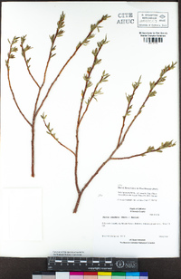 Salix lasiandra var. caudata image