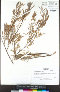 Salix melanopsis image