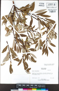 Salix lutea image