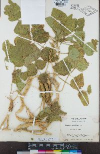 Phaseolus vulgaris image