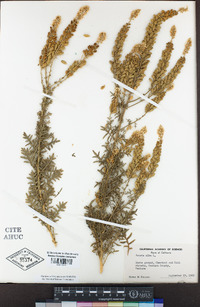 Reseda alba image