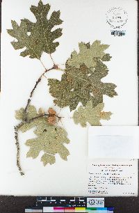 Quercus kelloggii image