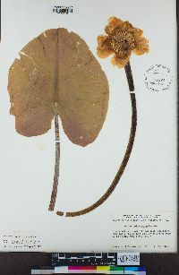 Nuphar polysepala image