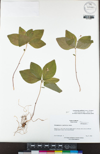 Lysimachia latifolia image