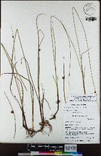 Schoenoplectus pungens image