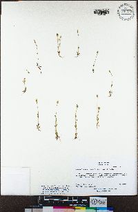 Cicendia quadrangularis image