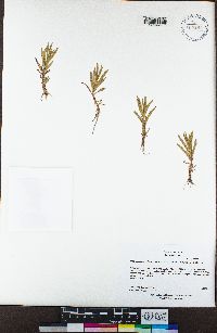 Epilobium cleistogamum image