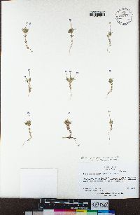 Leptosiphon bicolor image